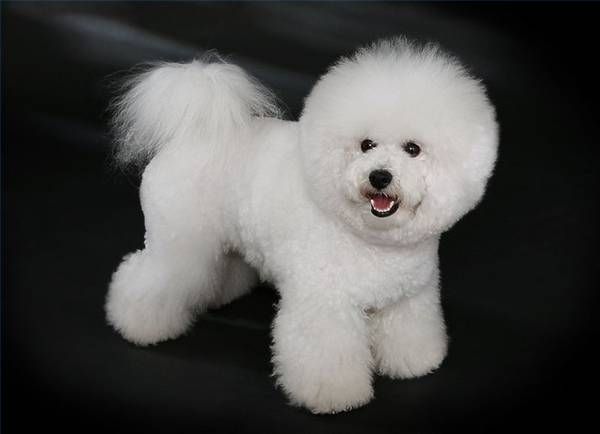 Bichon krumplit