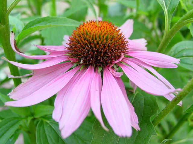 Echinacea a megfázáshoz segíthet, erősítheti az immunitást, és nincs hatása a testre. 