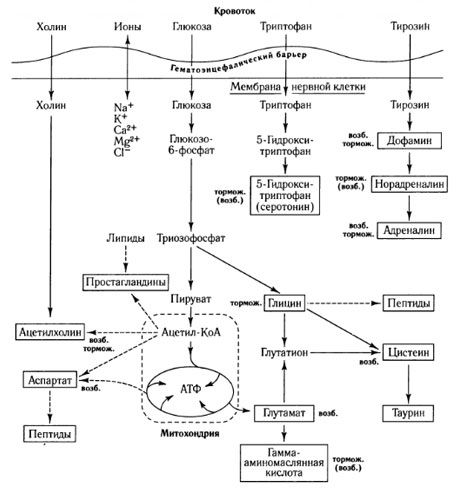 Az anyagcsere-csere módjai és a vér-agy gát szerepe az anyagcserében (Shepherd, 1987)