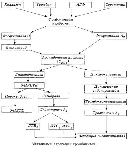 A hemocoaguláció kezdeti stádiuma és a helyi hemocoagulációs homeosztázis mechanizmusa