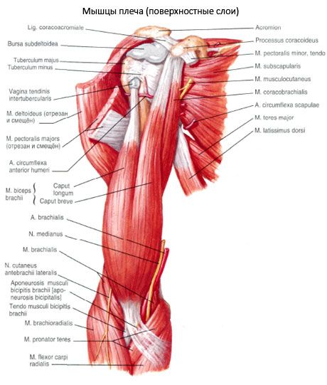 A bicepsz kar (váll bicepsz)