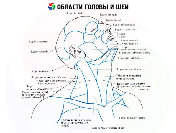 A gerinc anatómiája