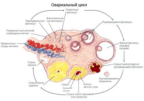 Oogenezis.  Menstruációs ciklus