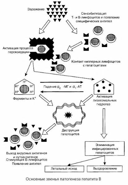 A hepatitis B patogenezise