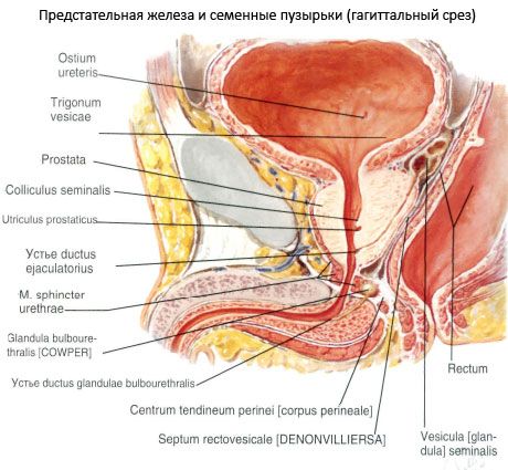 Prosztatagyulladás – Wikipédia