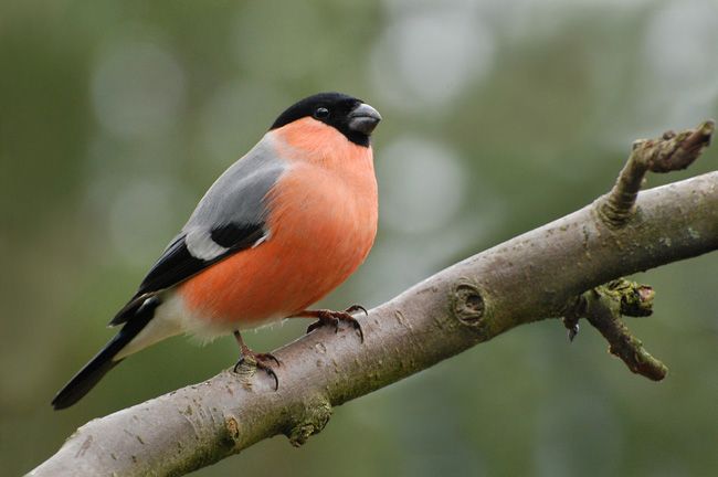 A tudósok gondolkodtak a vadon élő madarak előnyeiről