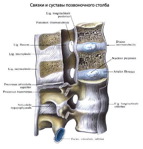 osteochondrosis nyak vállak legjobb kenőcs lábfájdalomra