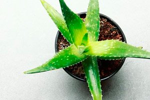 Aloe recept hipertónia esetén A nyitólapról ajánljuk
