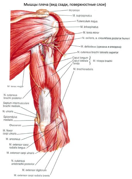 A triceps brachialis izom (triceps pecula)