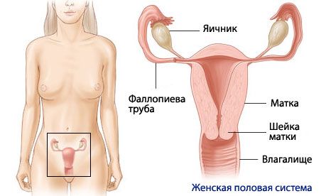 A női reproduktív rendszer anatómiája és fiziológiája