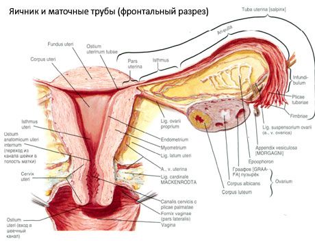 női nemi szervek felállítása amelyből az erekció gyorsan alábbhagy